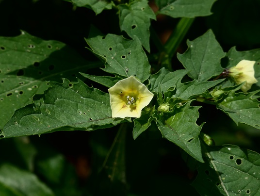 {Physalis angulata var. angulata}